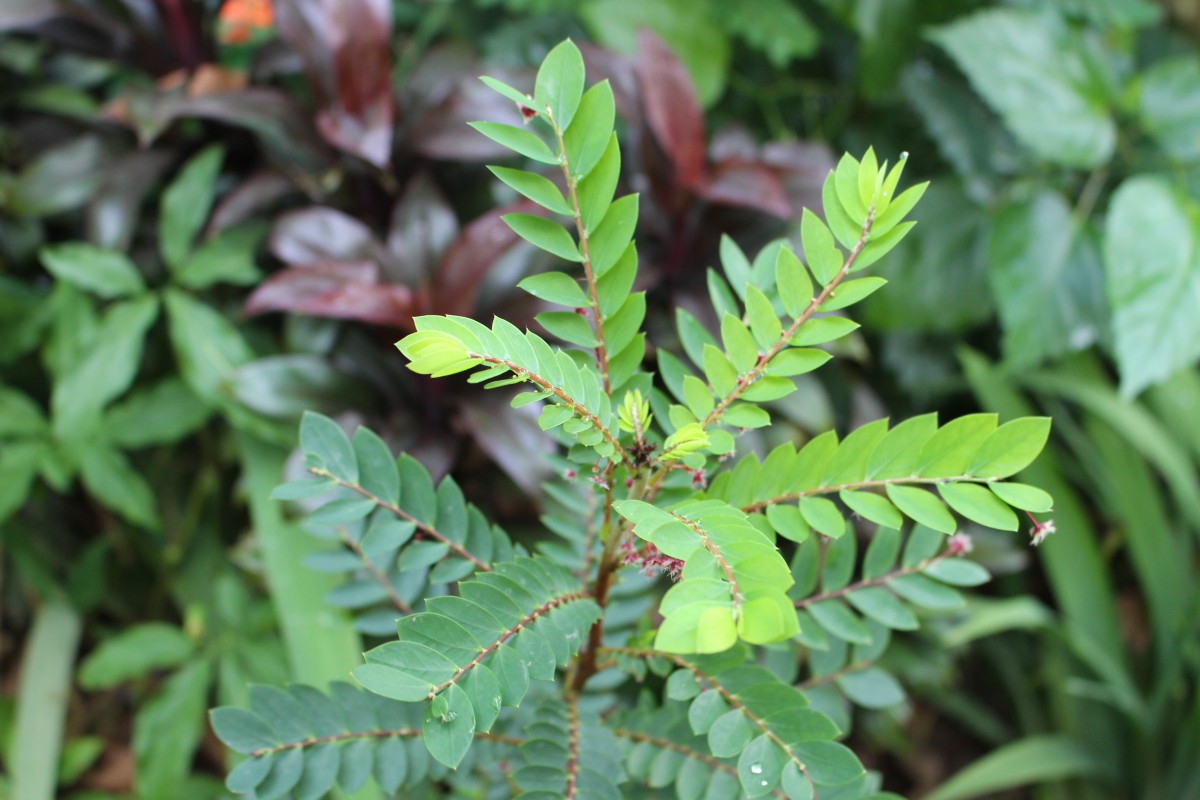 Phyllanthus pulcher Wall. ex Müll.Arg.